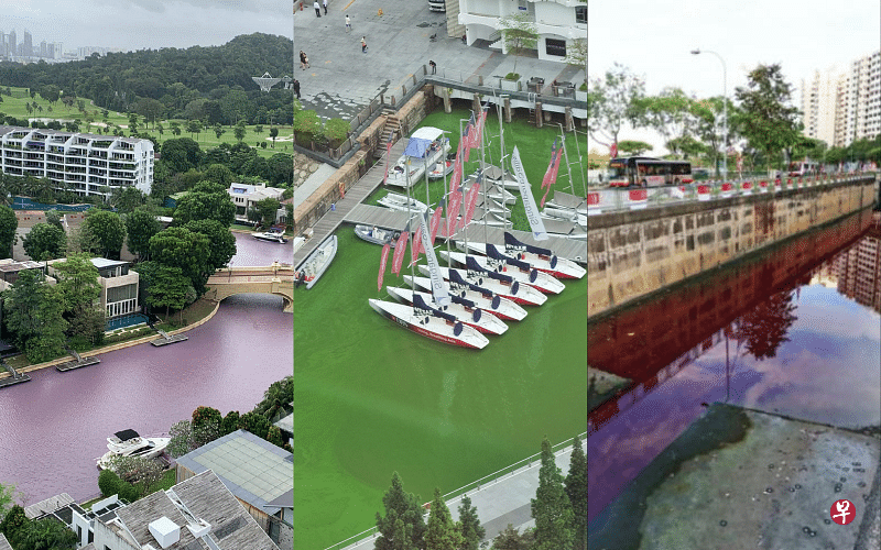 本地多处水域曾出现水体变色事件，其中包括本周圣淘沙升涛湾南部水道水体变成紫粉色（左）、滨海湾部分水面在2015年出现绿潮（中）以及裕廊西一处排水沟在2015年曾经一度变成红色。（早报制图）