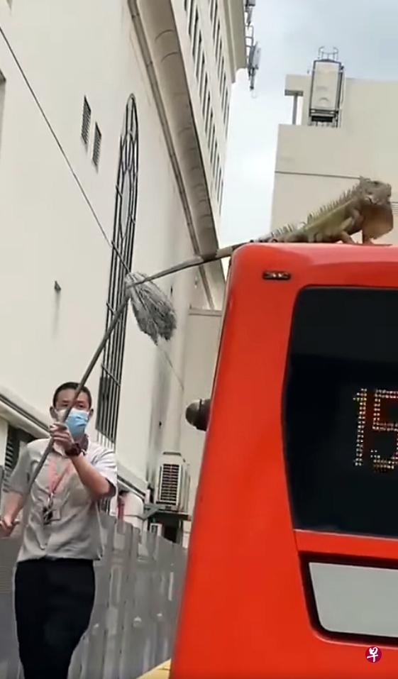 巴士公司职员正小心翼翼地用拖把赶走美洲鬣蜥。（取自面簿） 