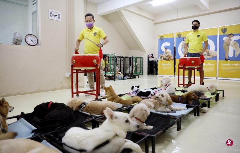 宠物犬在培训学校接受各种训练，包括熟悉各种声响。（严宣融摄）
