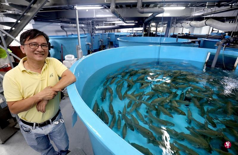 蓝海洋水产养殖科技有限公司董事经理黄益生利用纳米氧气技术，为鱼类提供富氧环境，在小空间里养殖更多鱼。（何炳耀摄）