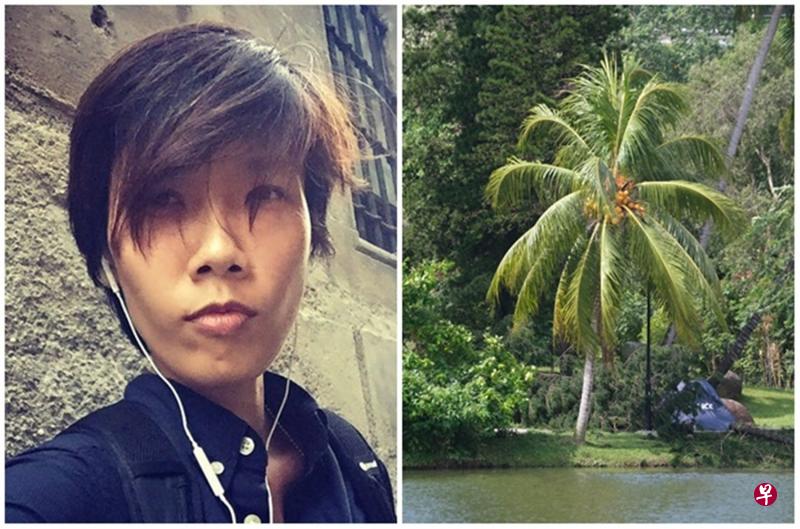 一棵约20米高的小叶南洋杉树事发时突然断裂倒下，当场压死在晨运的陆小丽（左图）。（档案照）