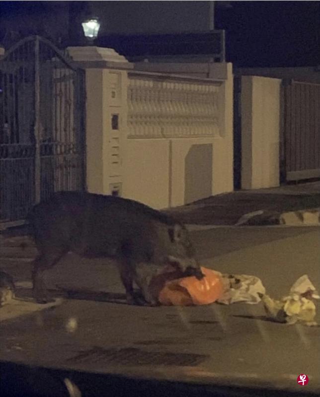 入夜后野猪到住家外垃圾桶寻找食物。（读者提供）