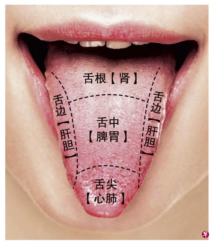 脏腑的病变可反映于舌面。（黄惠萍医师提供）