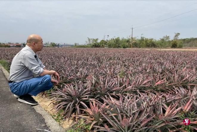 韩国瑜在照片中身穿牛仔裤蹲在凤梨田旁望向远方，文字写着“猜猜我在哪里？”（韩国瑜面簿）