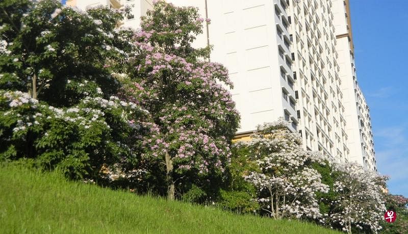 翻沙水道旁小山坡上的风铃花。（读者提供）