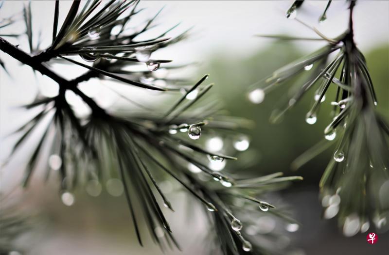 风雨中的劲松——东西方艺术以物喻意，由来久远。常言“疾风知劲草”或是“岁寒，然后知松柏之后凋也”，都是以风雪下的草木来表达人生坚韧的精神。（李国雄摄）