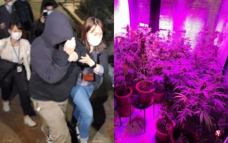 吴耀汉女儿（左图中）被警方查获在村屋种植大麻（右图）而被逮捕。（互联网）
