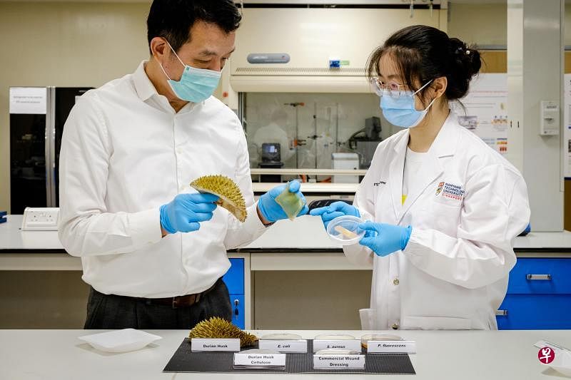 南大的陈维宁教授（左）带领团队研发榴梿壳水凝胶，他指出，虽然水凝胶是采用榴梿壳制作而成，但胶布并无榴梿气味。（南洋理工大学提供）