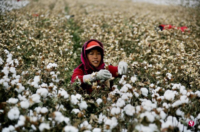 中国是世界上最大的棉花生产国，图为新疆哈密的采棉工人。（法新社）