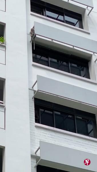 猴子在武吉班让组屋墙外。（受访者提供） 