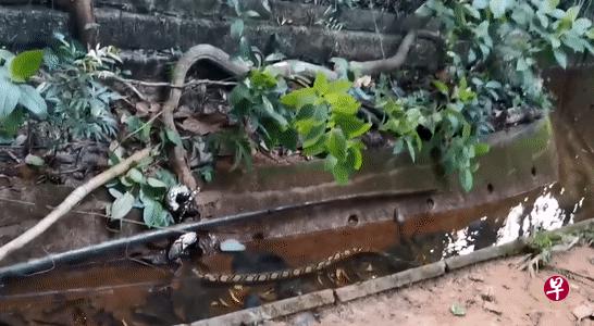 蟒蛇和眼镜蛇王在沟渠打斗。（取自面簿） 