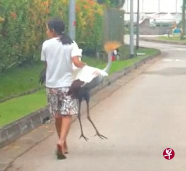 女子手法熟练抓起灰冠鹤抱着走，被路过车主拍下过程。（取自网络） 