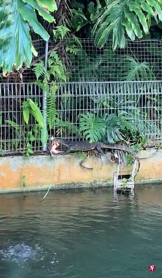 巨蜥闯入滨海湾花园内的锦鲤池吃鱼。 （取自Reddit） 