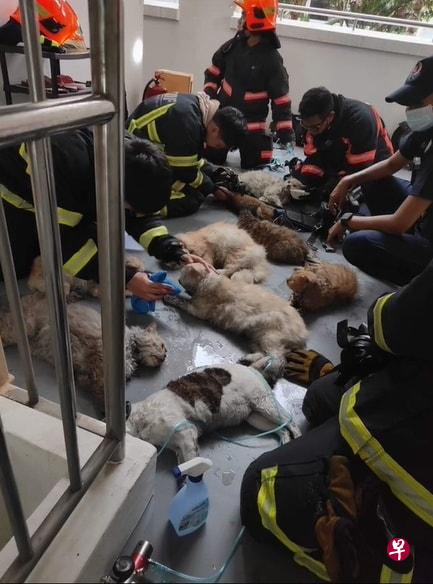 民防人员救出14只昏迷的猫咪后，当场为他们提供氧气并施行心肺复苏术，成功让13只猫咪恢复知觉。（网络照） 