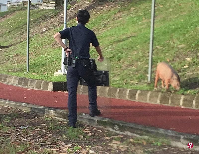 身穿制服的警员手持盾牌，跟在野猪旁。（受访者提供） 