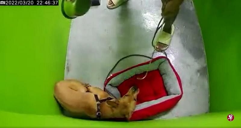 训犬中心K9 Connection的一名训犬师被指用铁碗猛砸困在墙角的一只狗，动物与兽医事务组已展开调查。（Chained Dog Awareness面簿视频截图） 