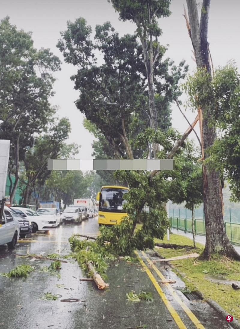 树枝被闪电劈断起火，还砸到正在行驶中的宝马轿车引擎。（取自Singapore Incidents Instagram） 