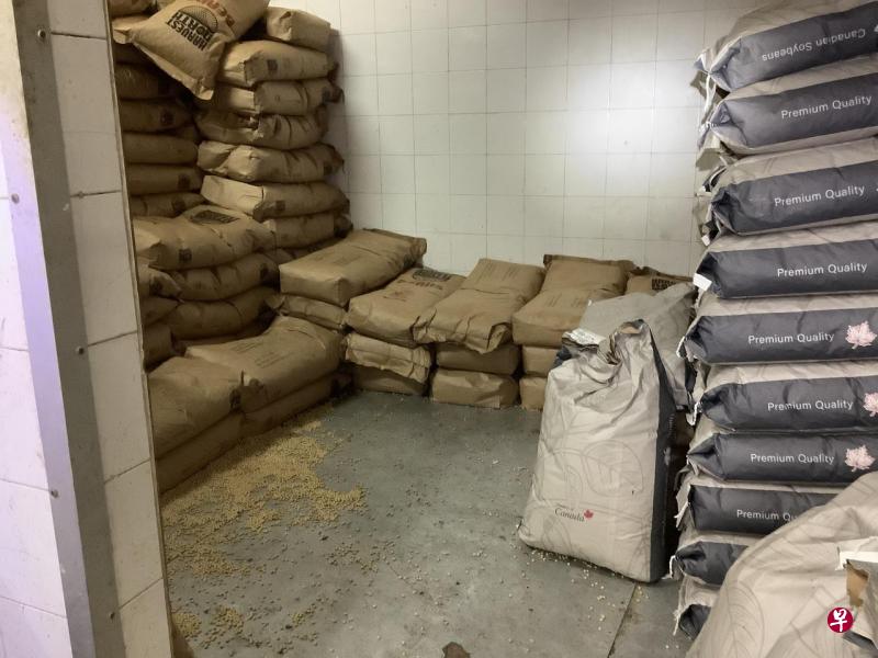 新加坡食品局在1月19日检查业者的生产设施时，发现蟑螂大范围出没，业者在设施方面的保养和维修也有疏失。（食品局提供） 