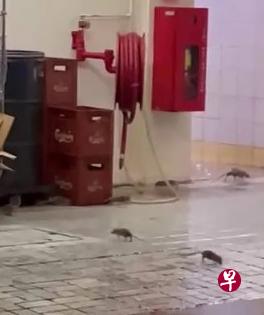 一名公众向STOMP申诉，指他在义顺环路第414座的咖啡店，看见多只老鼠四处乱窜觅食，为此感到担忧。（图/STOMP） 