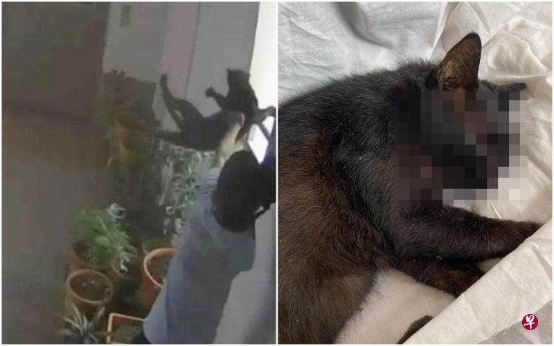 社交媒体流传的画面，少年把猫抱到栏杆边后，涉把猫丢下楼（左图）。猫咪被发现时已断气（右图）。（取自脸书） 