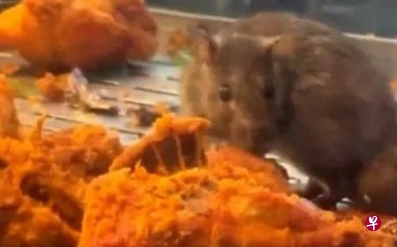 吉隆坡一家餐馆的炸鸡块遭老鼠肆意舔食的视频在社交媒体流传后，营业执照遭吊销。（社交媒体视频截图） 