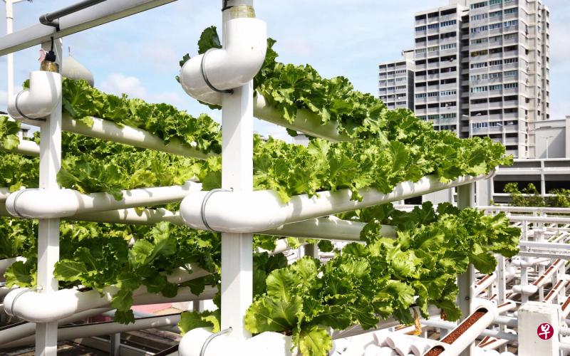 目前本地的蔬菜农场都以种植叶菜为主，即使有种果实类蔬菜也都是少量生产。图为宏茂桥第700座组屋停车场顶层的商业农场Citiponics，主打自家研发的Georgina生菜。（萧紫薇摄） 