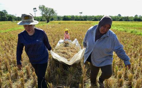 化肥和农药成本多年来不断上涨，而大米、橡胶、糖和棕榈油的价格却不升反跌，以致泰国农民陷入更深的债务。（法新社）