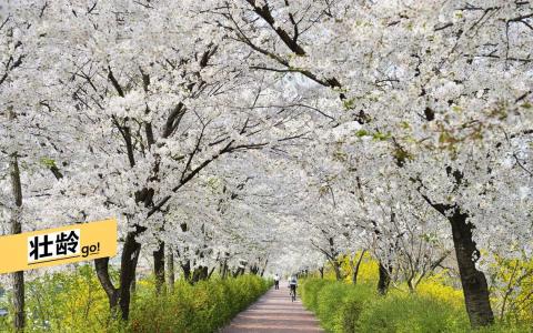 韩国首尔的樱花美得梦幻。（Skyscanner提供）