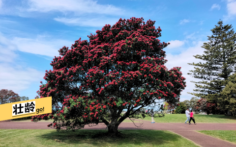 新西兰圣诞树开花时，整个树冠被红色的花朵覆盖，耀眼夺目。（陈静芳摄）