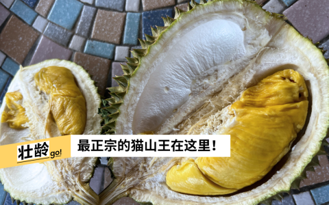 园里的猫山王品质极佳，但价格比市里卖的还要便宜。（叶孝忠摄）