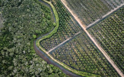 印尼土地开发与林火致“地球之肺”加速流失 威胁全球气候安全