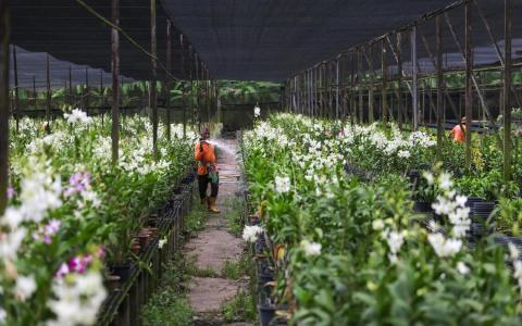 调整让农场运作更稳定 较小苗圃土地租约11月起改为“6+3年”