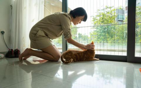 过去一年21起宠物猫狗坠楼死伤案 当局吁饲主重视门窗安全