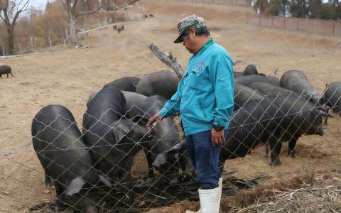 洪荣源在中国山东潍坊养猪超过30年，希望有朝一日能把自家生产的黑猪肉带回家乡狮城销售。（受访者提供）