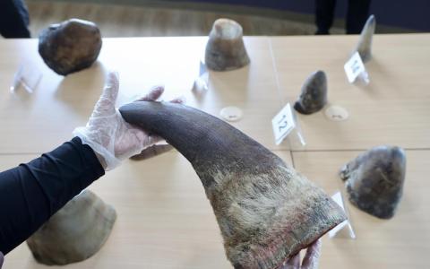 本地查获历来最大起犀角走私案 市价达113万元