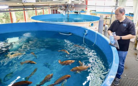 本地首创室内养殖红鲷鱼 希望明年稳定供苗