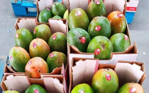 新加坡企业为芒果贴“身份证”  推动墨西哥农产品数码化出口