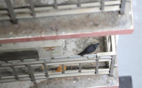 榜鹅大巴窑组屋试行冷气机窗台装防鸟网