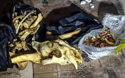 公园局与南非携手查获 逾80公斤野生动物走私品