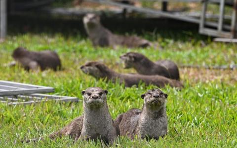 公园局研究为獭群绝育管控数量 以缓解人獭冲突