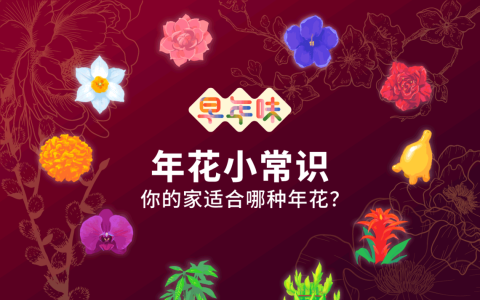 年花小常识：你的家适合哪种年花？