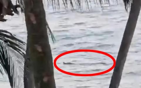圣淘沙海域首次惊现鳄鱼 铁人赛喊停搜寻进行中 