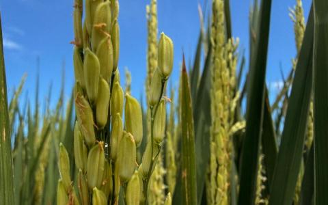 新文首度合作开发农业科技食品区 可行性研究招标启动