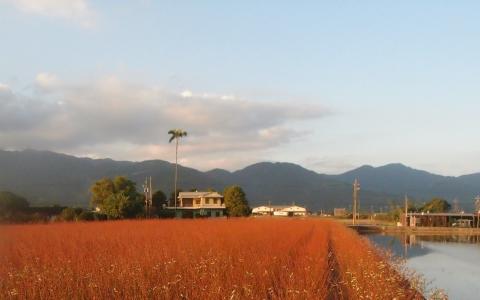 台湾宜兰三星乡酒红色的银柳田，为冬天带来暖意。（作者提供）