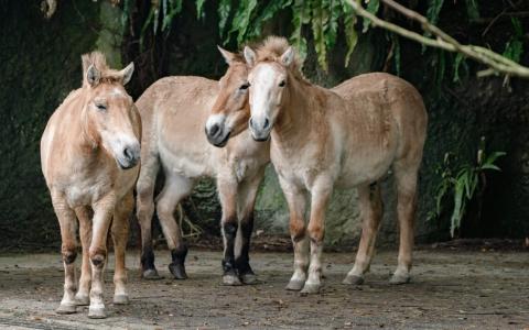 台湾最大的动物园将展示濒危的蒙古野马。（台北市立动物园）