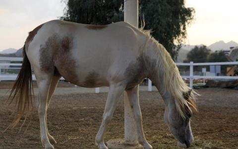 每一匹马都是有感知、有情感的。（路透社）