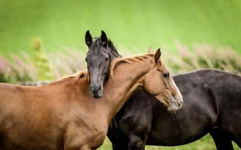 尚达曼总统祝愿马年福气满满