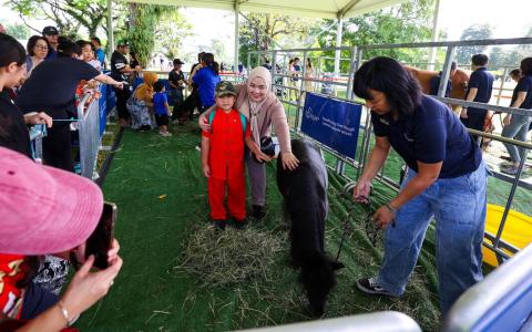今年是马年，公众有机会在总统府开放日当天，与治疗马匹近距离互动，了解马匹的习性和掌握相关知识。（林明顺摄）
