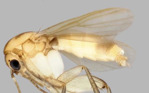 本地发现115种新物种 揭开菌蝇世界新篇章
