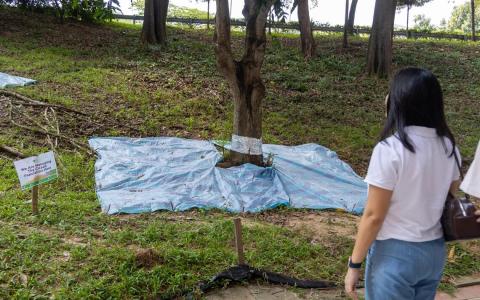 朱倍庆：淡滨尼尚育区约126棵树木将采新措施治蝉